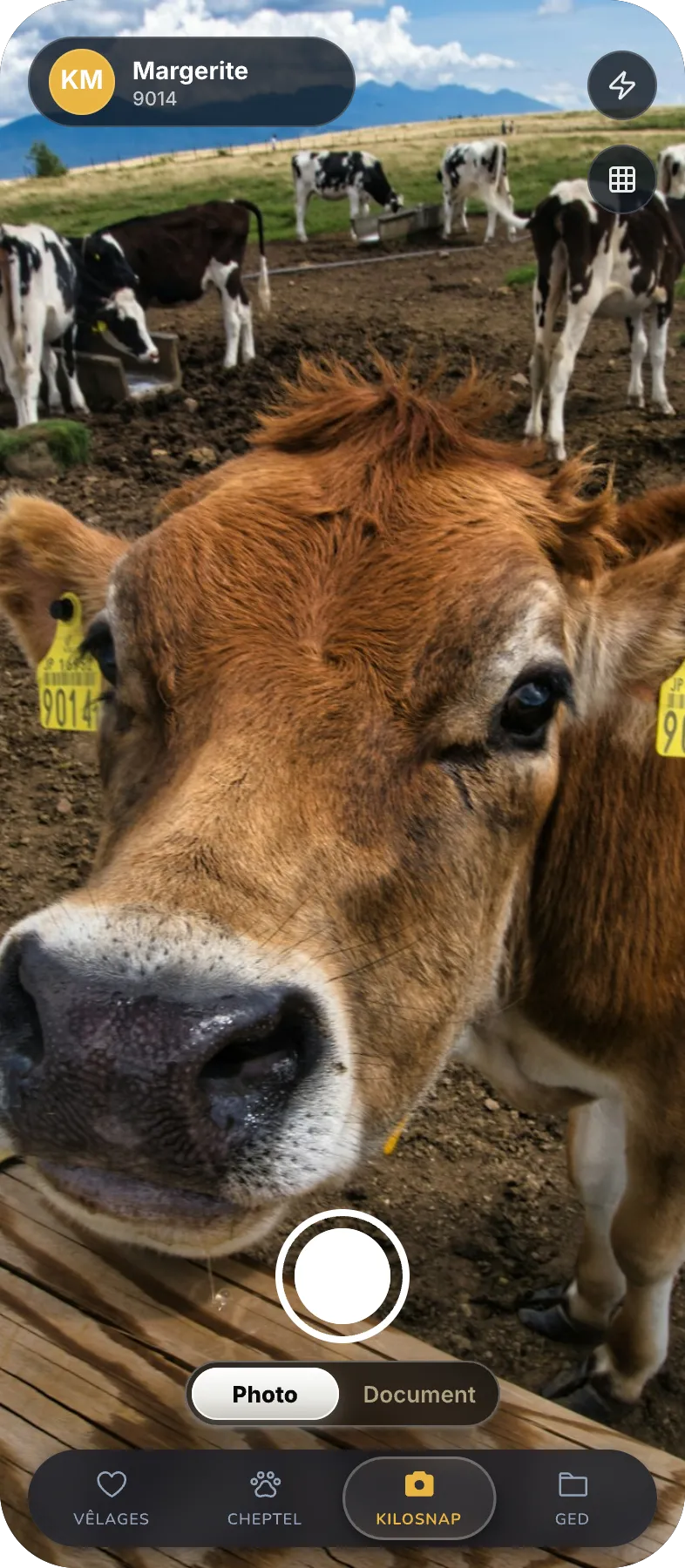 Écran de pesée : cadrage de l'animal à la caméra